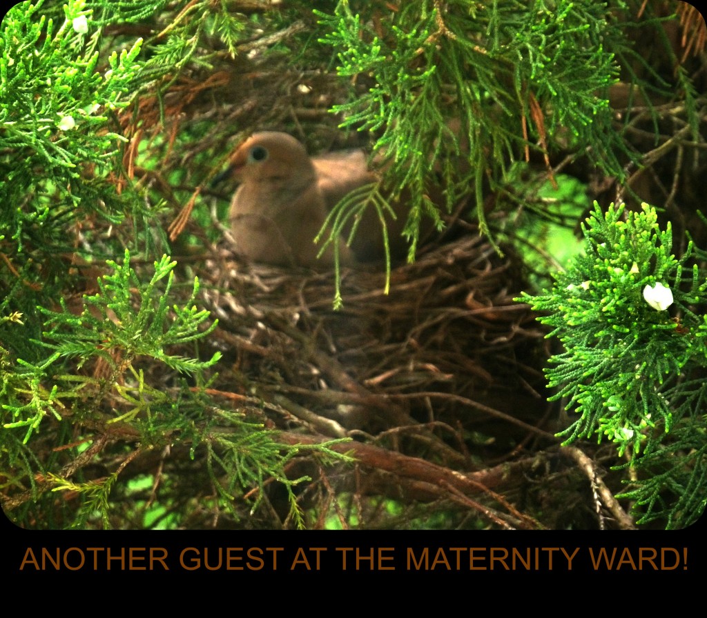 Expectant Mother at the MMK Maternity Ward