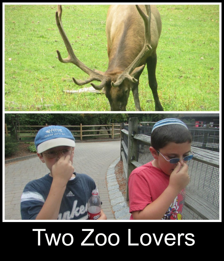 Zoo at Van Saun Park